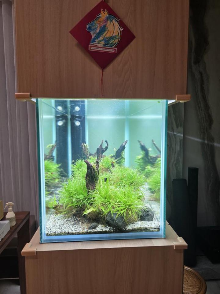 魚缸設計案件圖片