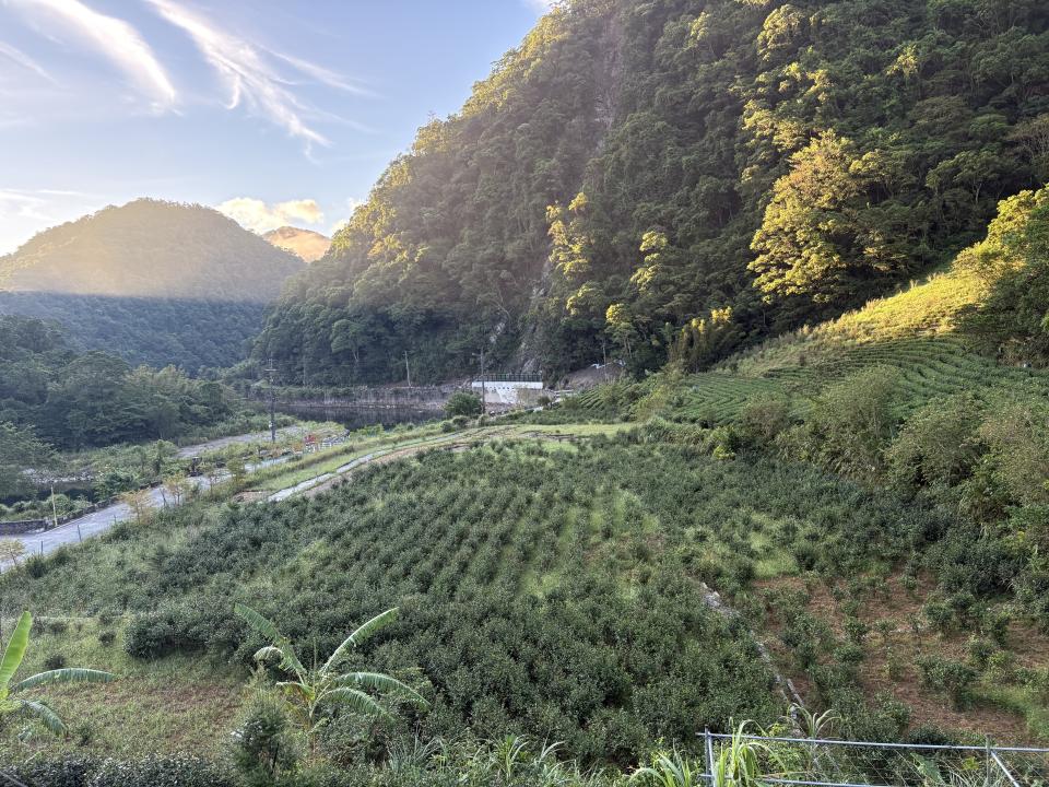 園藝維護案件圖片