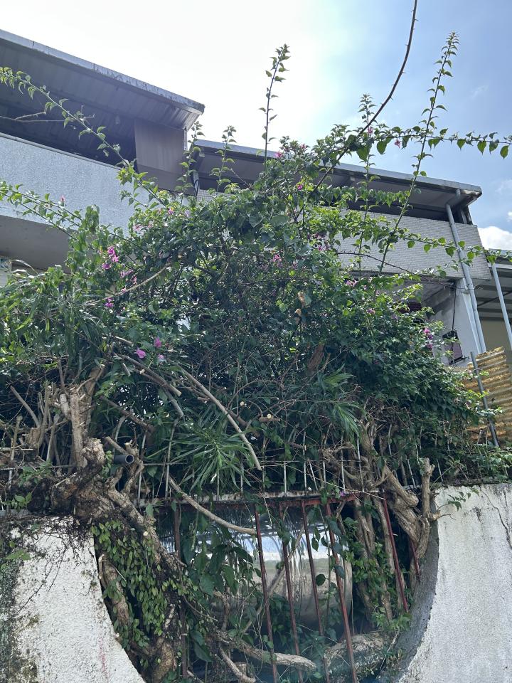 園藝維護案件圖片
