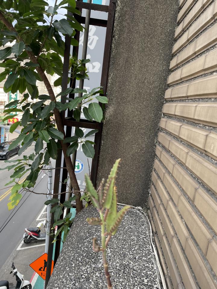 園藝維護案件圖片