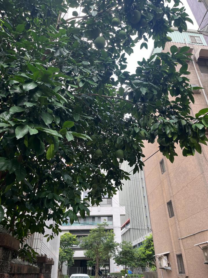 園藝維護案件圖片