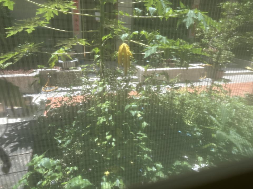 園藝維護案件圖片