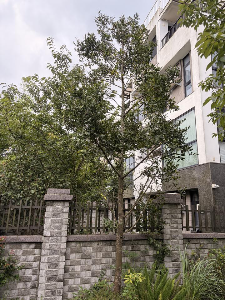 植物診療師案件圖片