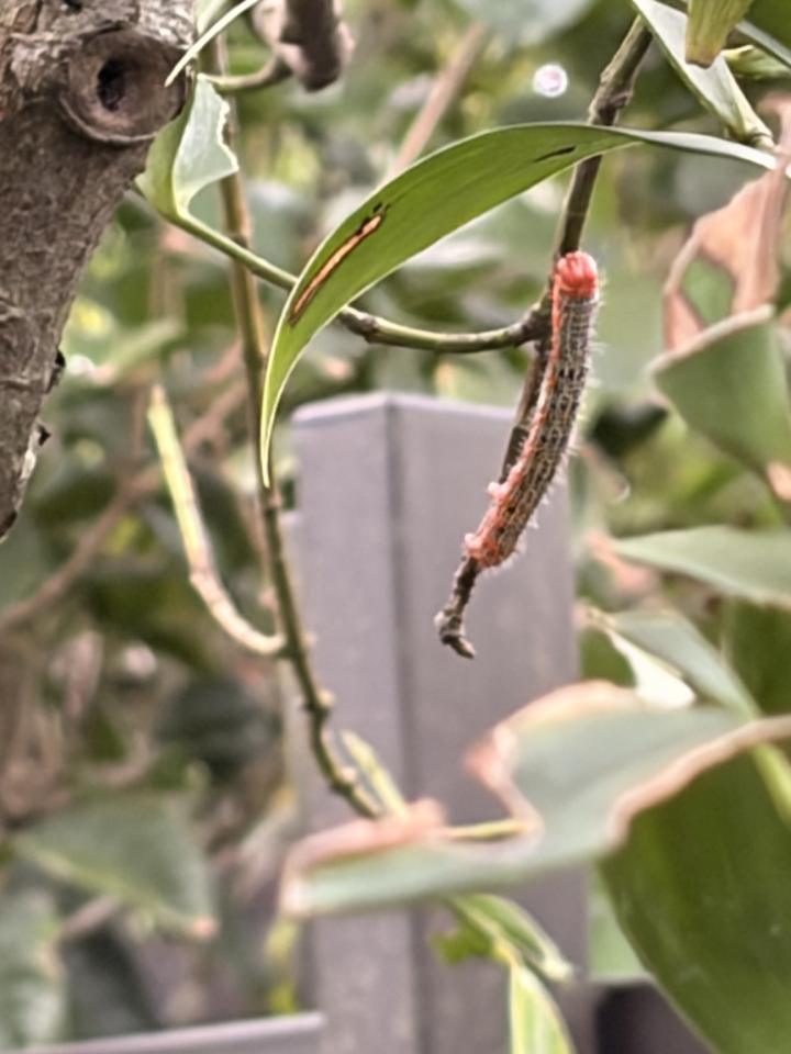 植物診療師案件圖片