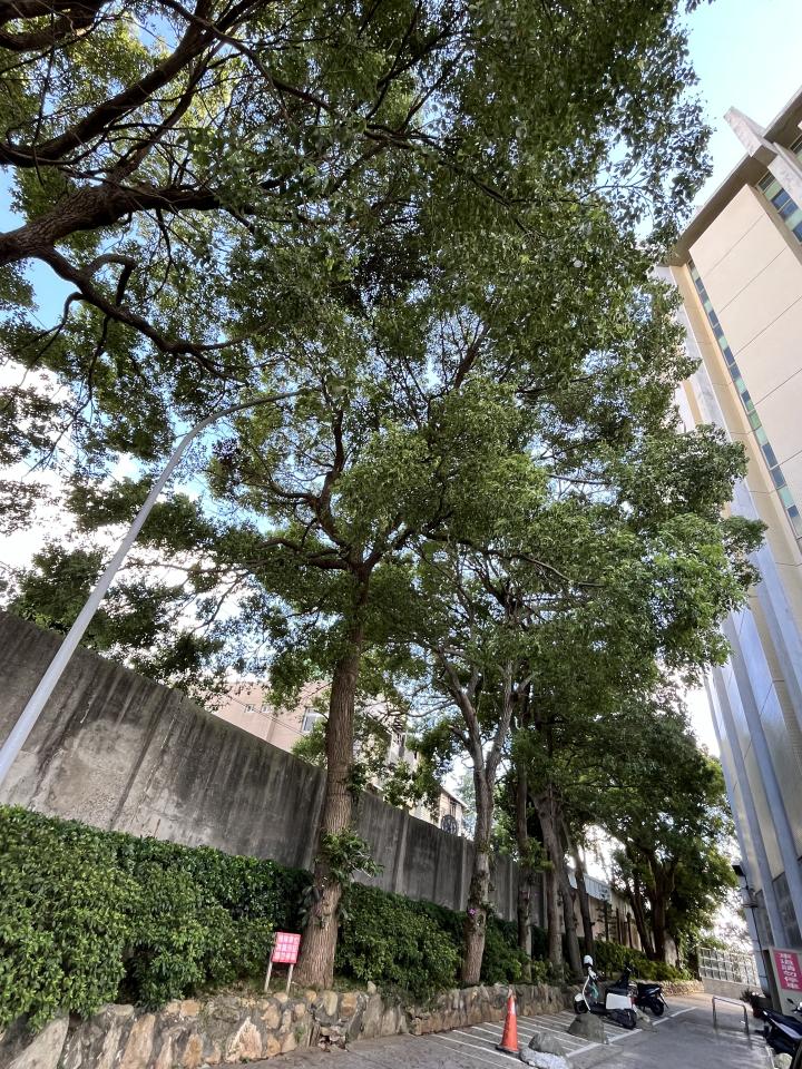園藝維護案件圖片
