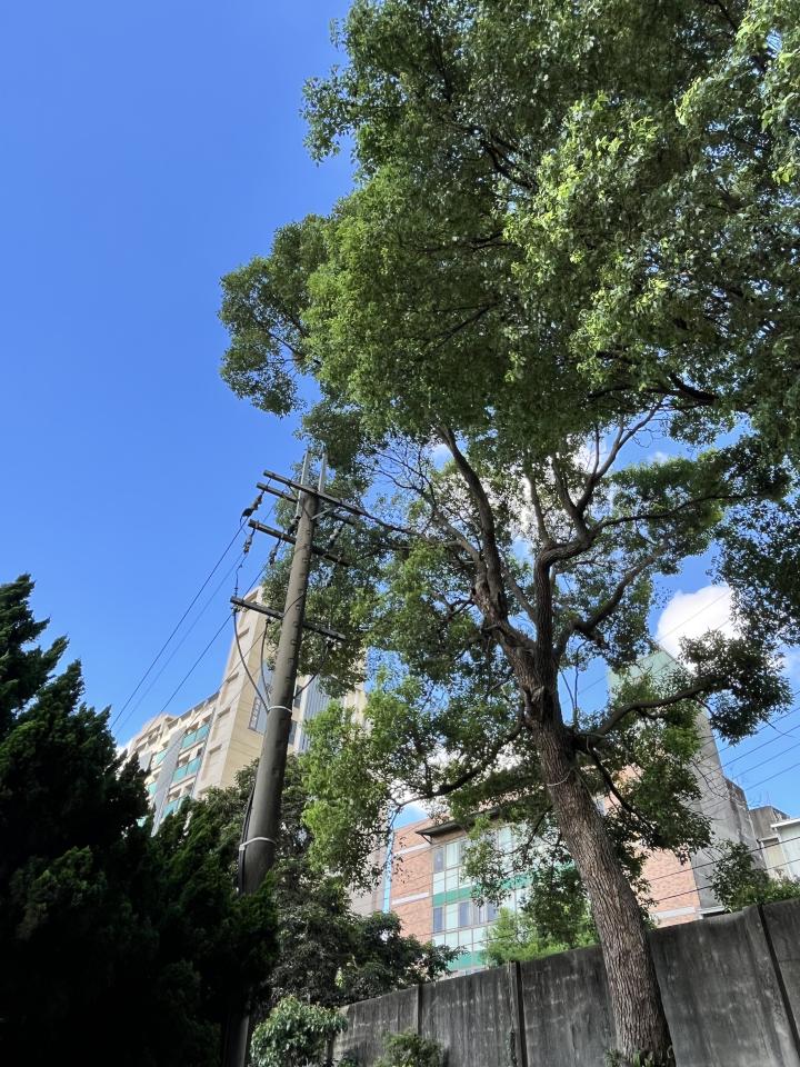 園藝維護案件圖片