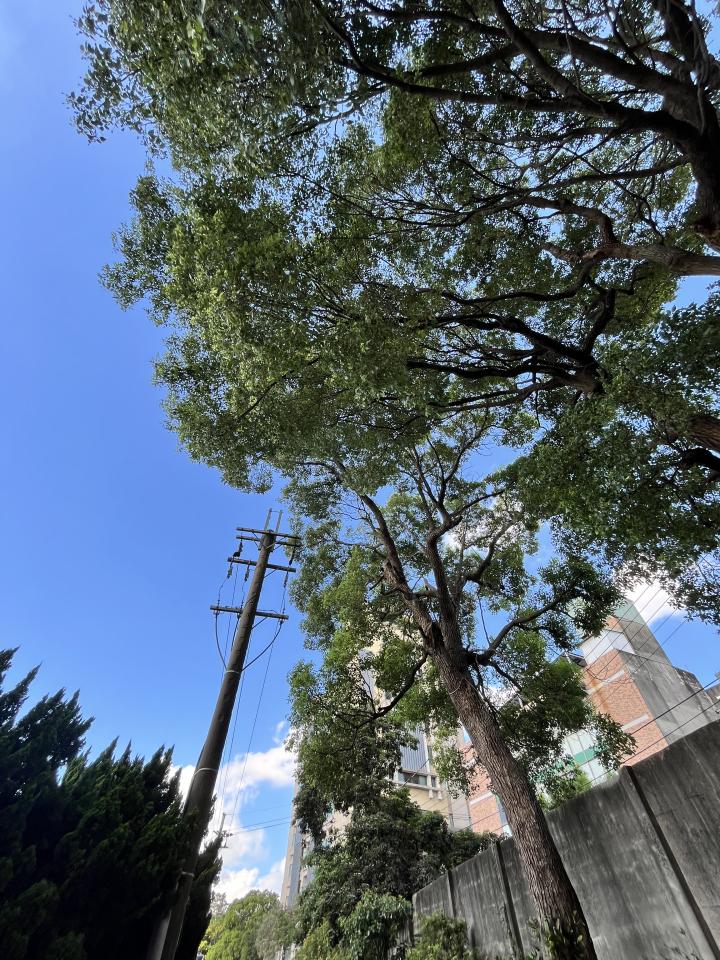 園藝維護案件圖片