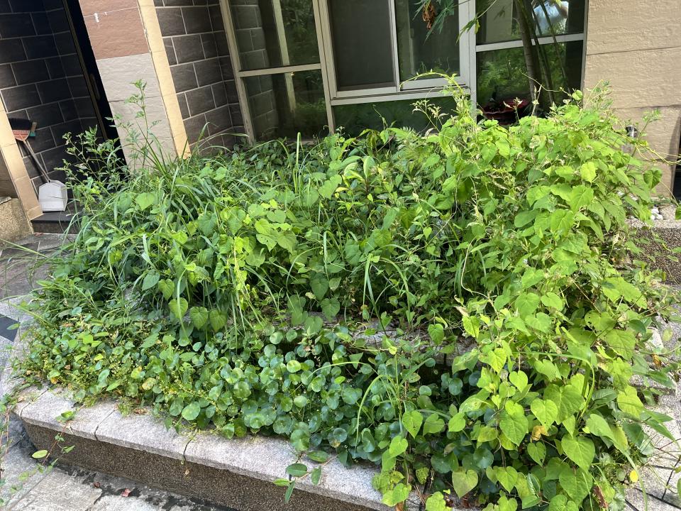 園藝維護案件圖片