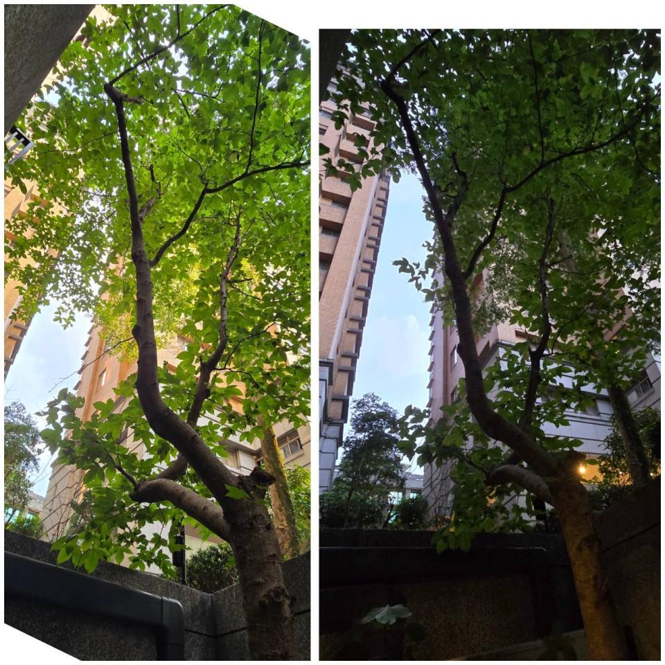 園藝維護案件圖片