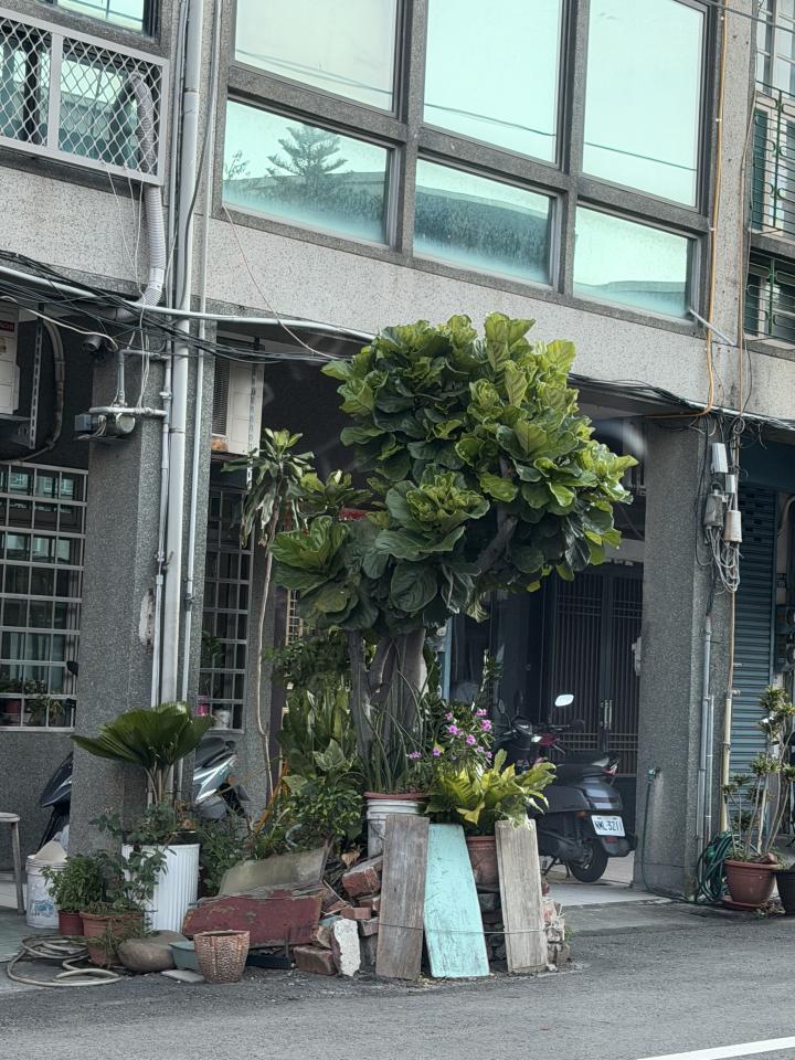 園藝維護案件圖片