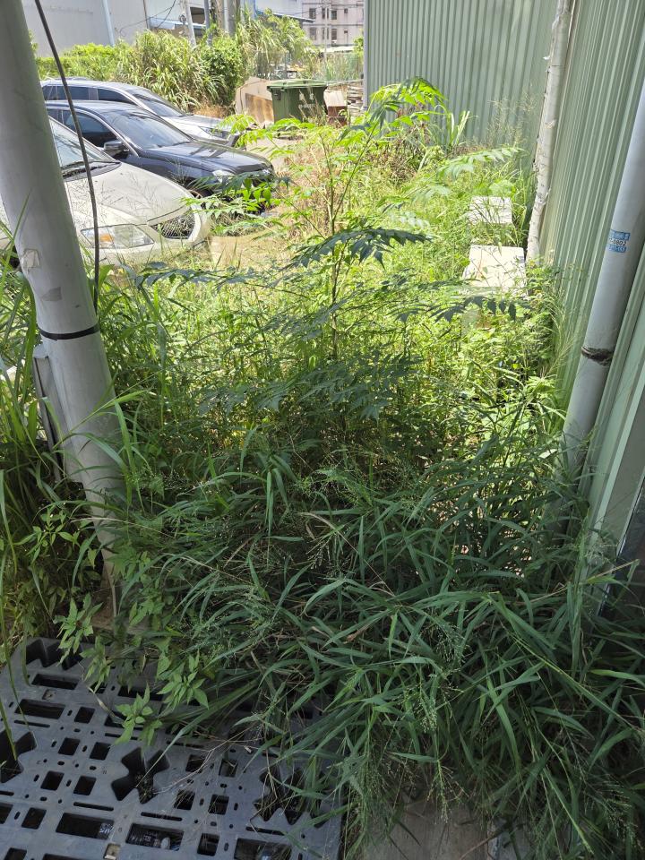 園藝維護案件圖片