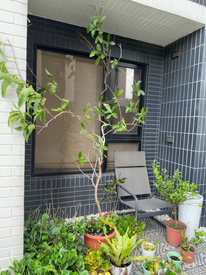 園藝維護案件圖片
