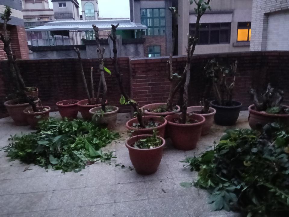 園藝維護案件圖片