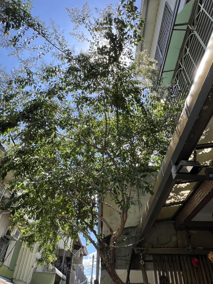 園藝維護案件圖片