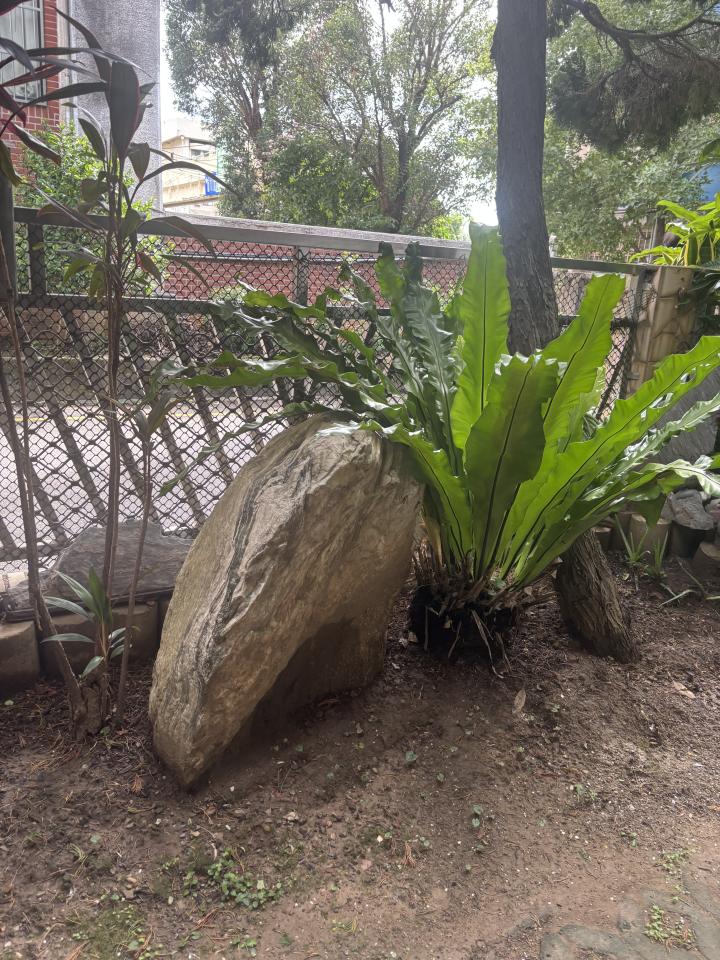園藝維護案件圖片