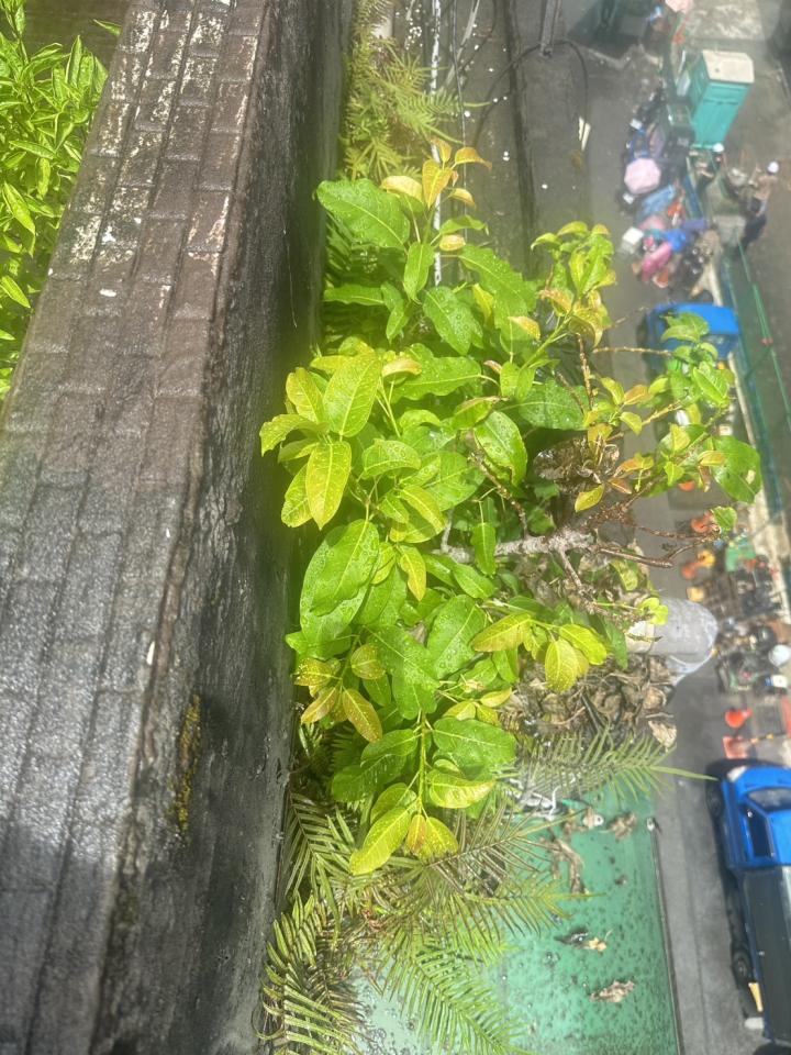 屋頂防水案件圖片