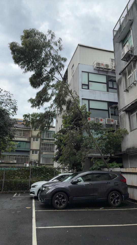 園藝維護案件圖片
