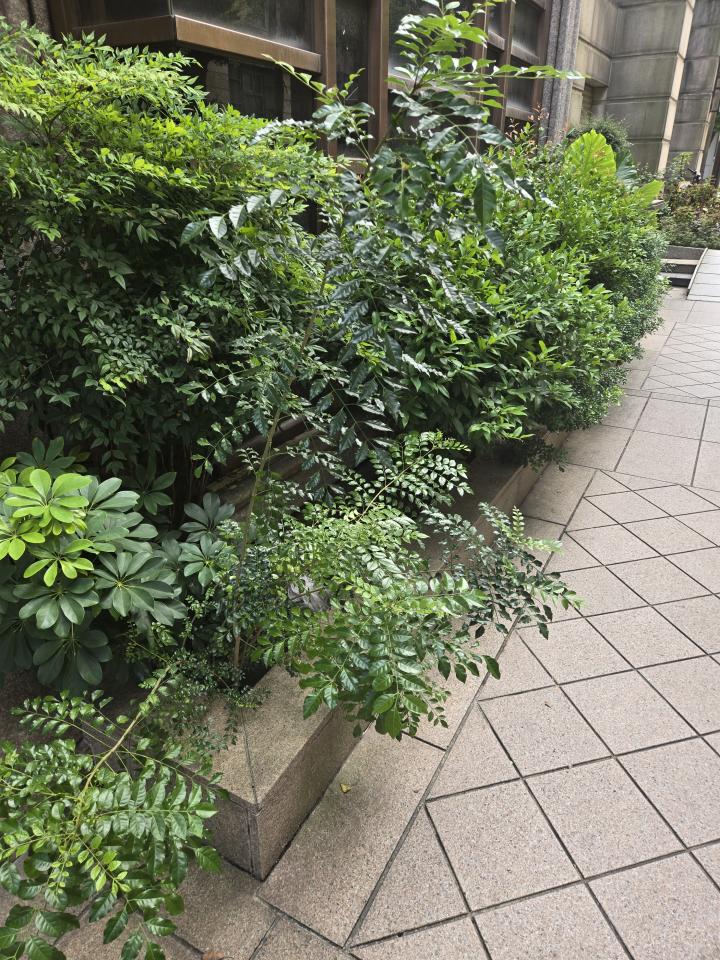 園藝維護案件圖片