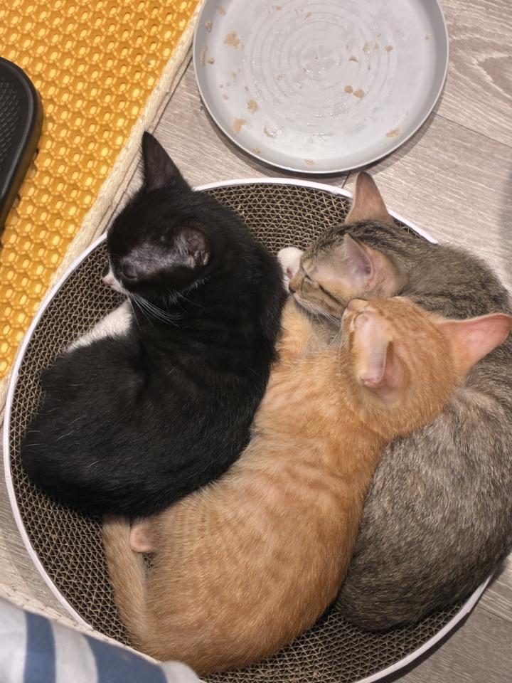 插畫案件圖片