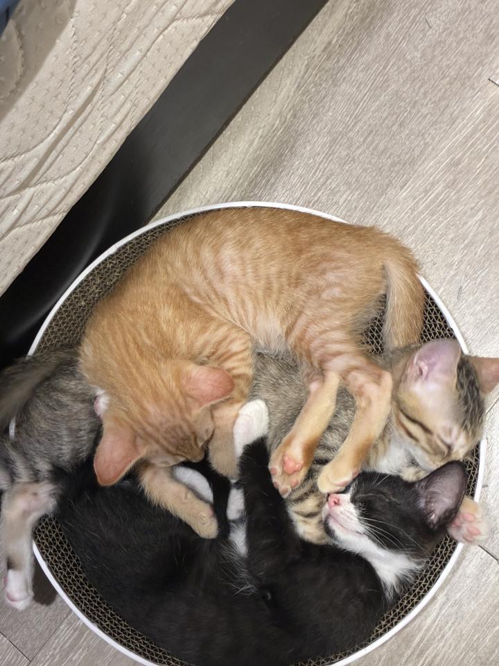 插畫案件圖片