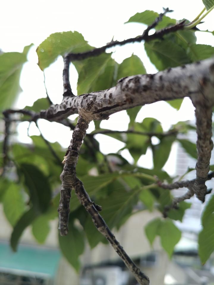 植物診療師案件圖片