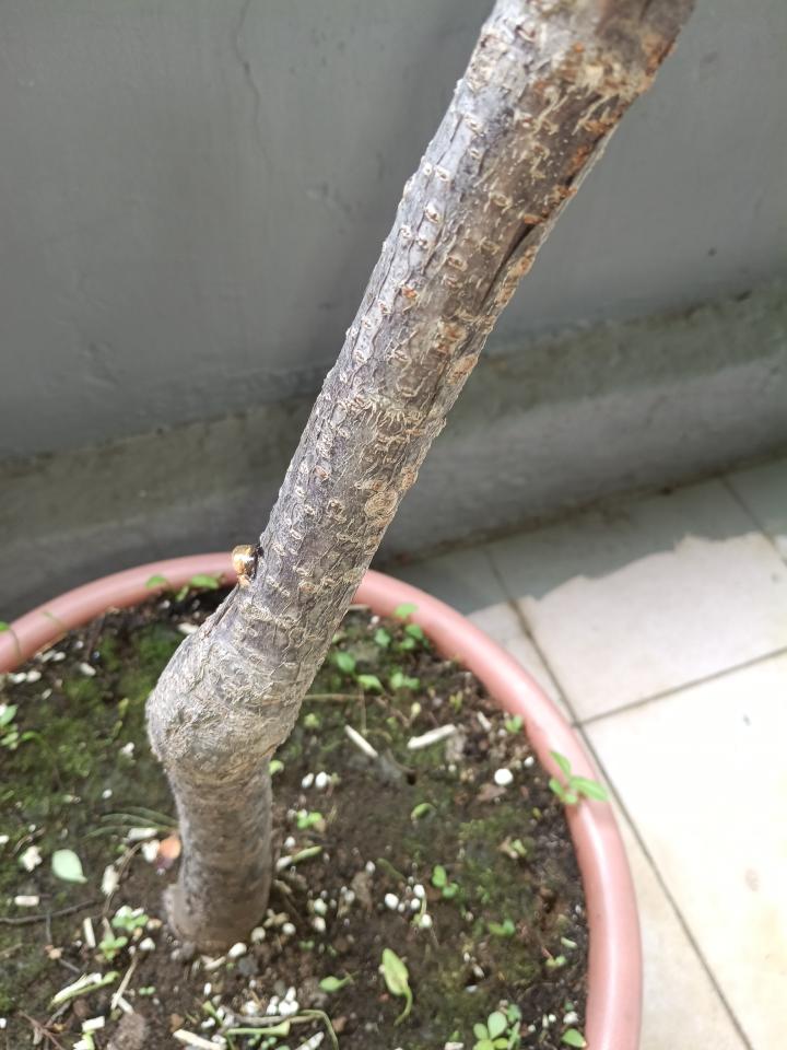 植物診療師案件圖片