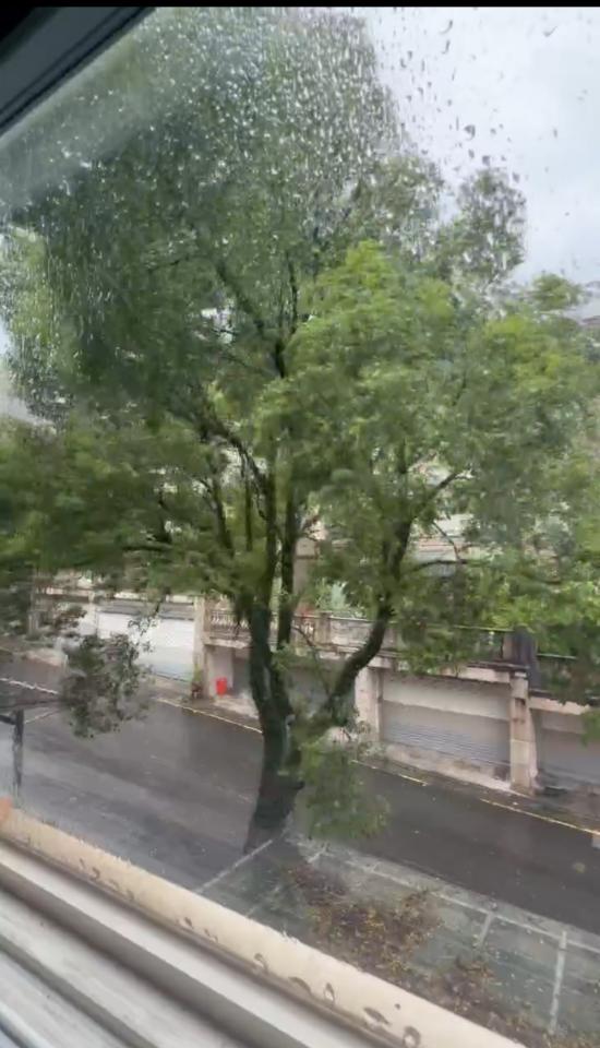 園藝維護案件圖片