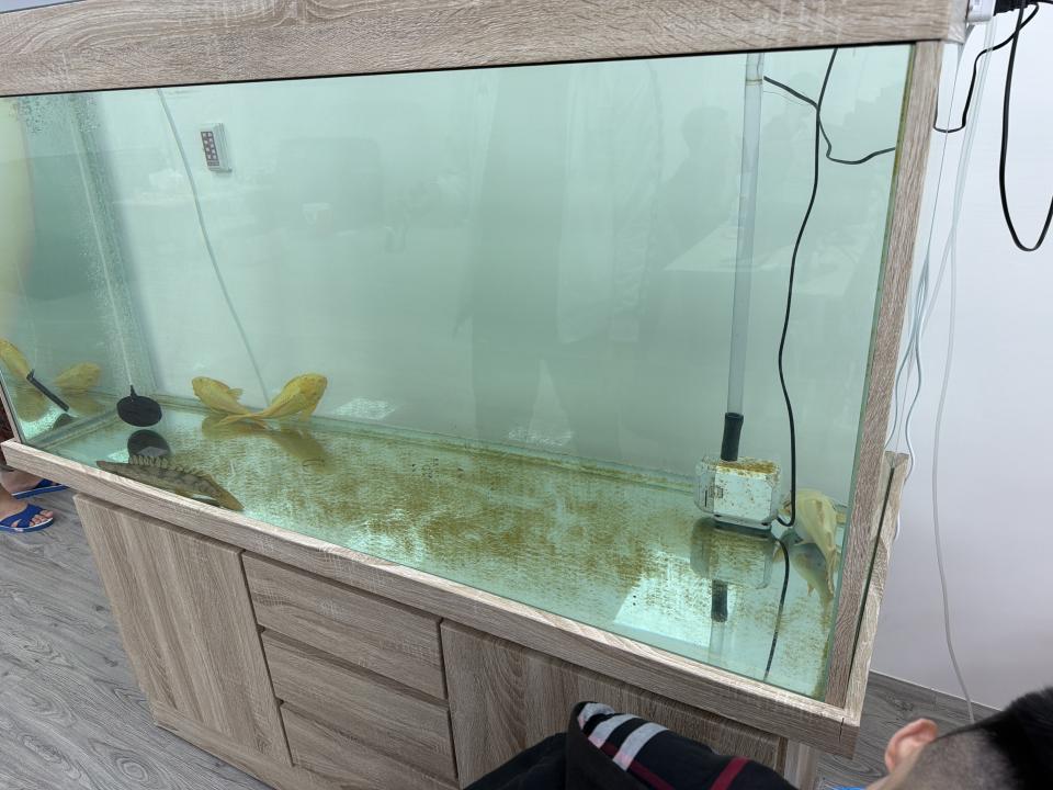 魚缸設計案件圖片