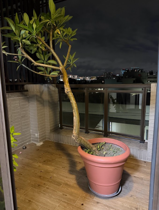 園藝維護案件圖片