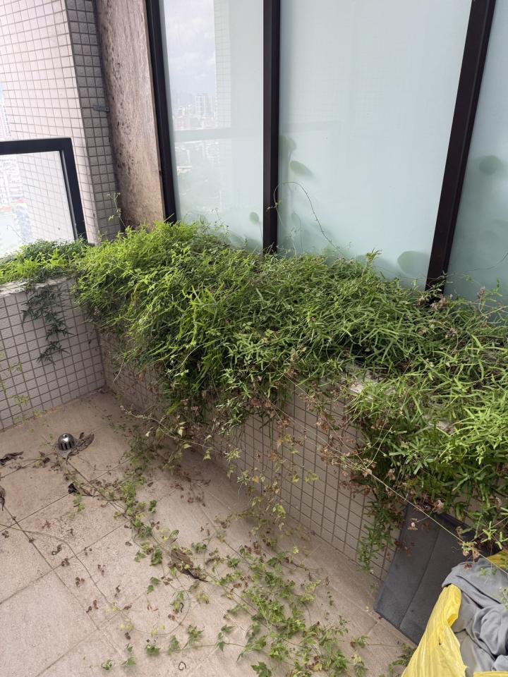 園藝維護案件圖片