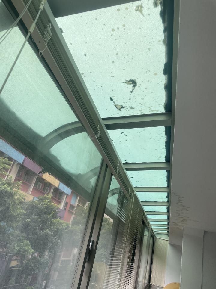 園藝維護案件圖片