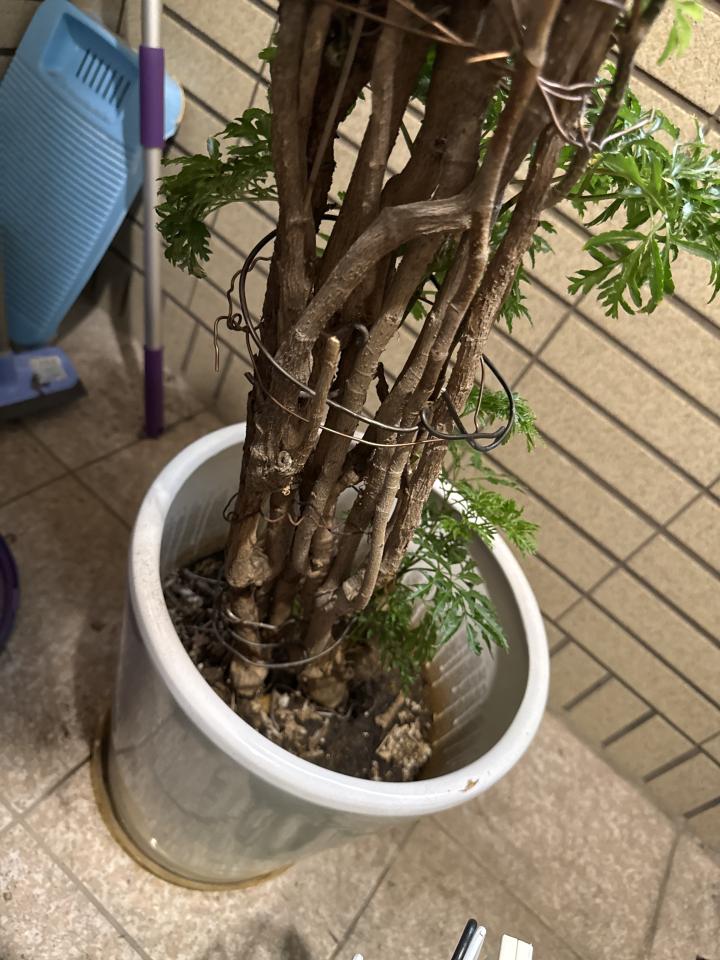 植物診療師案件圖片