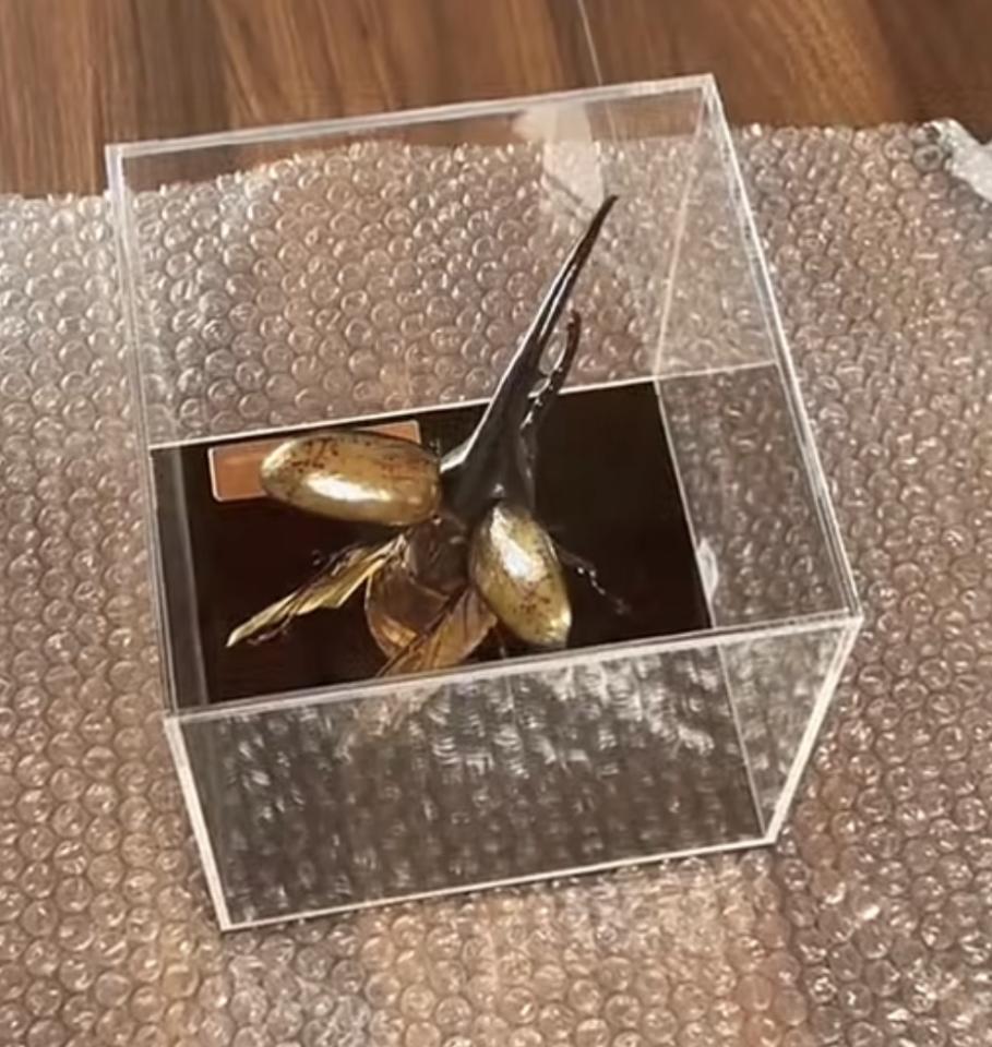 標本製作案件圖片