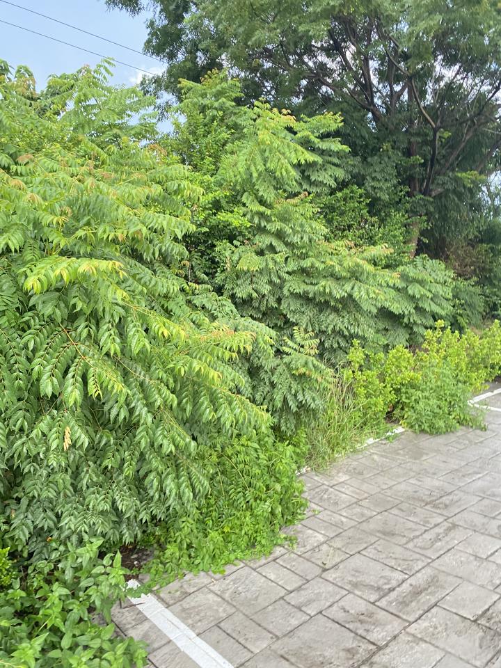 園藝設計案件圖片