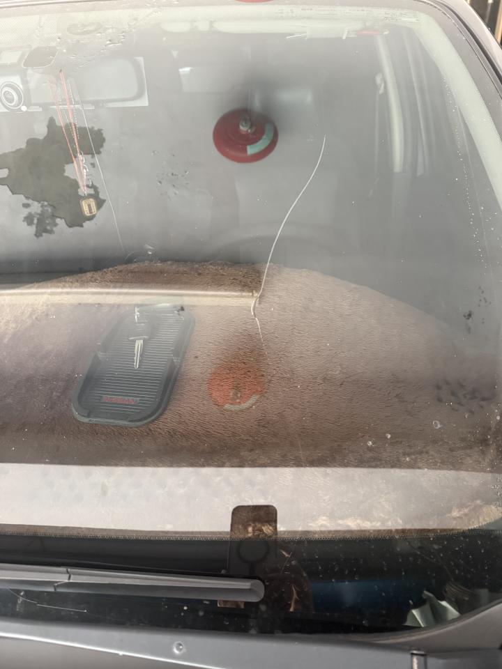 汽車玻璃修補案件圖片