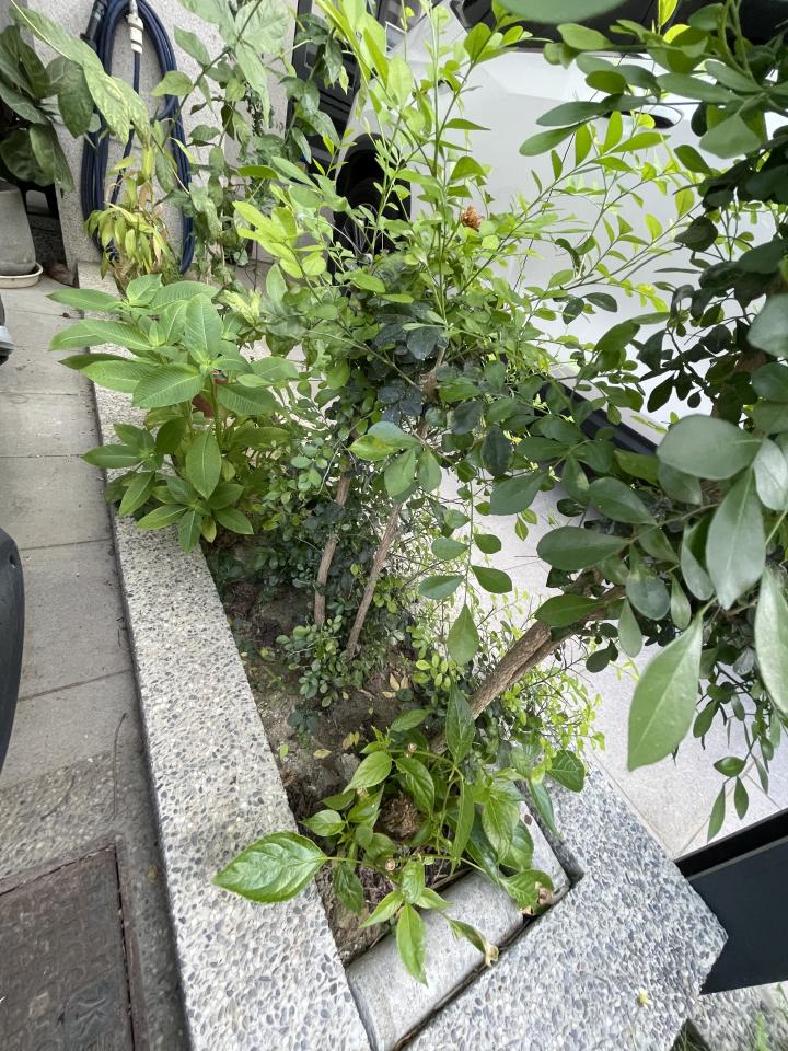 園藝維護案件圖片