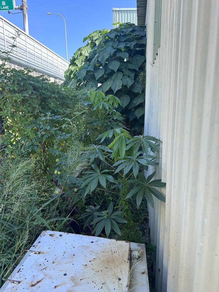 園藝維護案件圖片