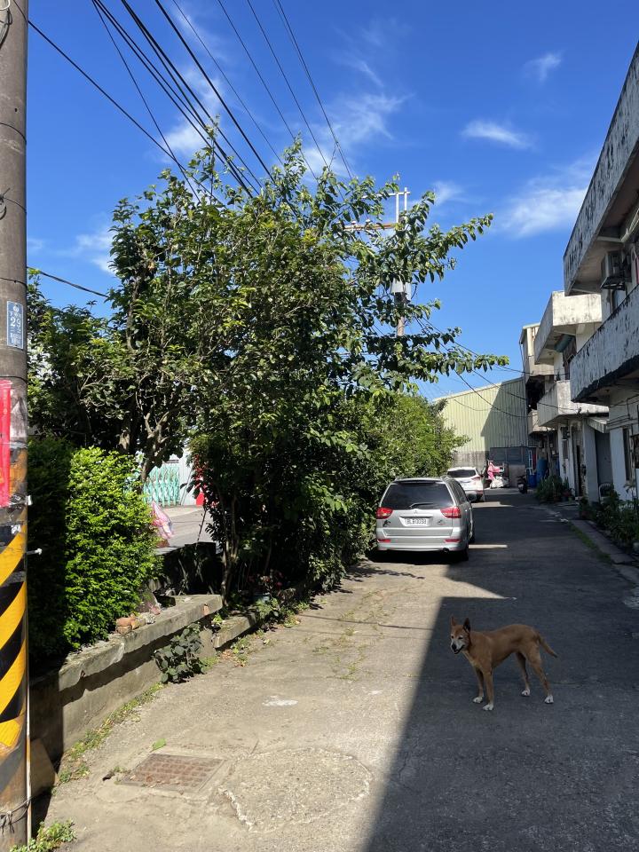 園藝維護案件圖片