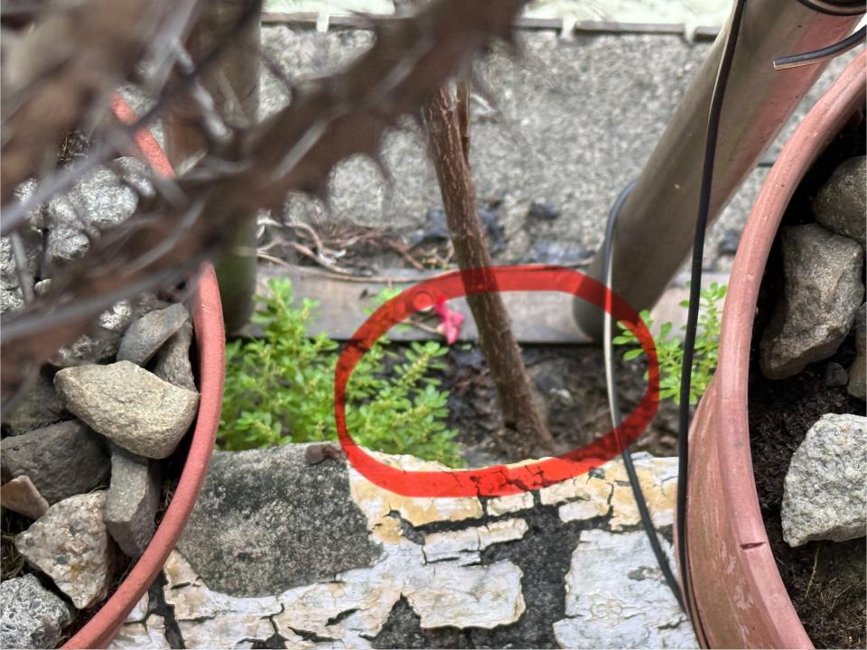 園藝維護案件圖片