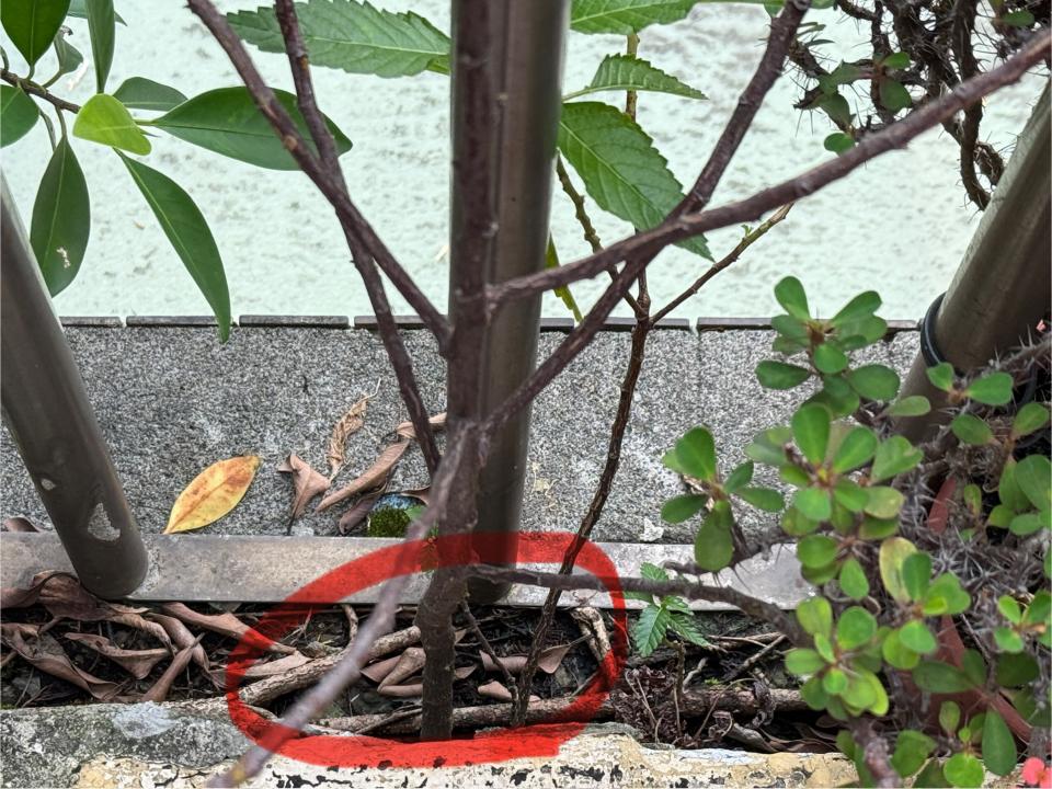 園藝維護案件圖片