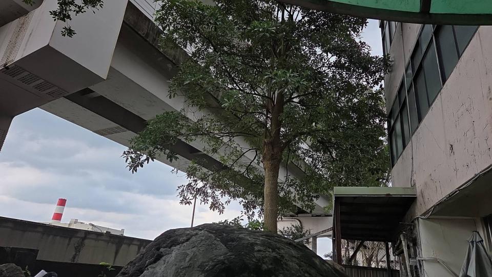 園藝設計案件圖片