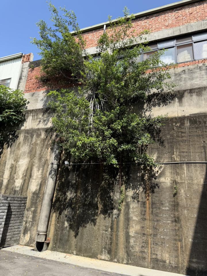 園藝維護案件圖片