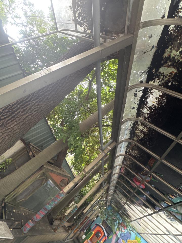 園藝維護案件圖片