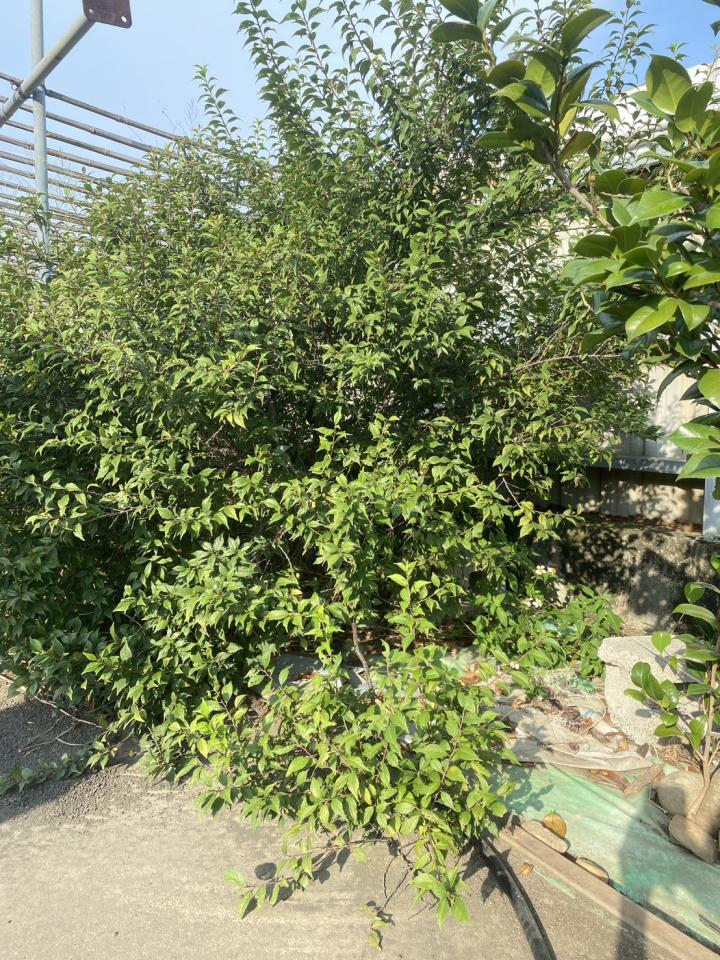 園藝維護案件圖片