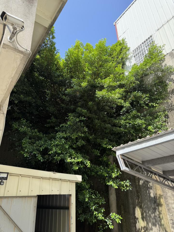 園藝維護案件圖片