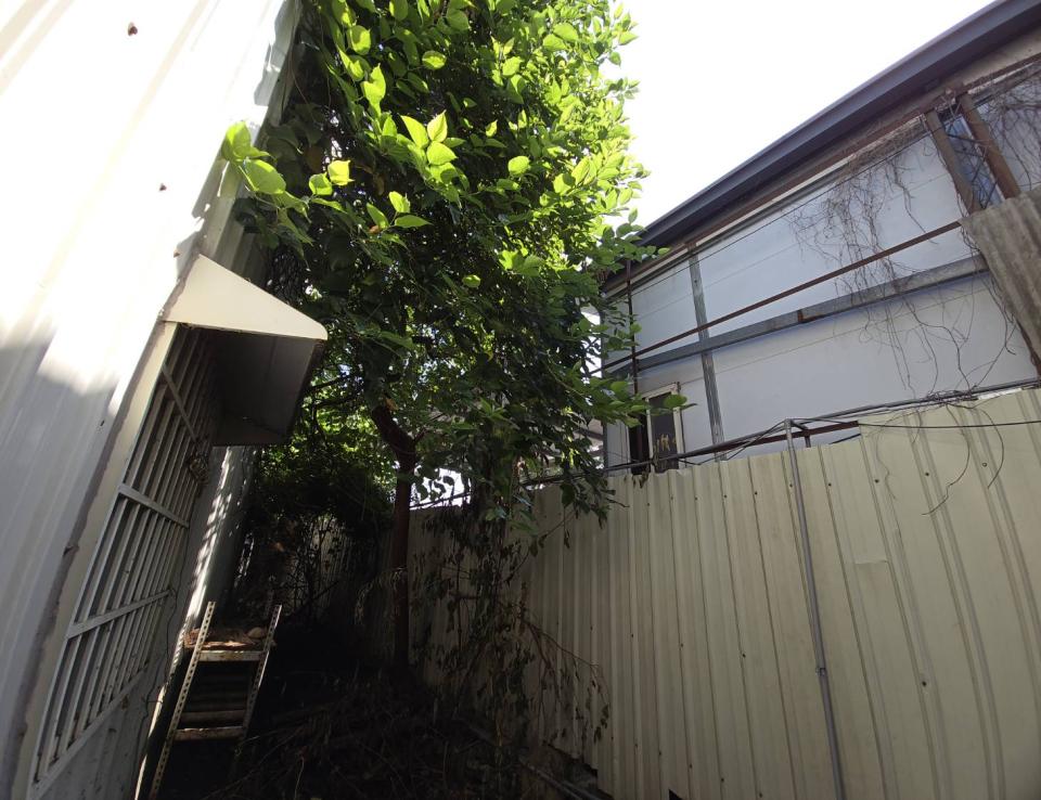 園藝維護案件圖片