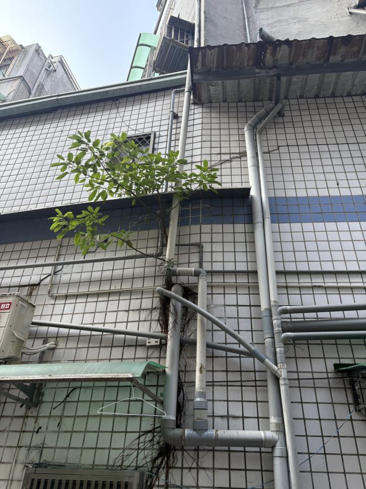 園藝維護案件圖片