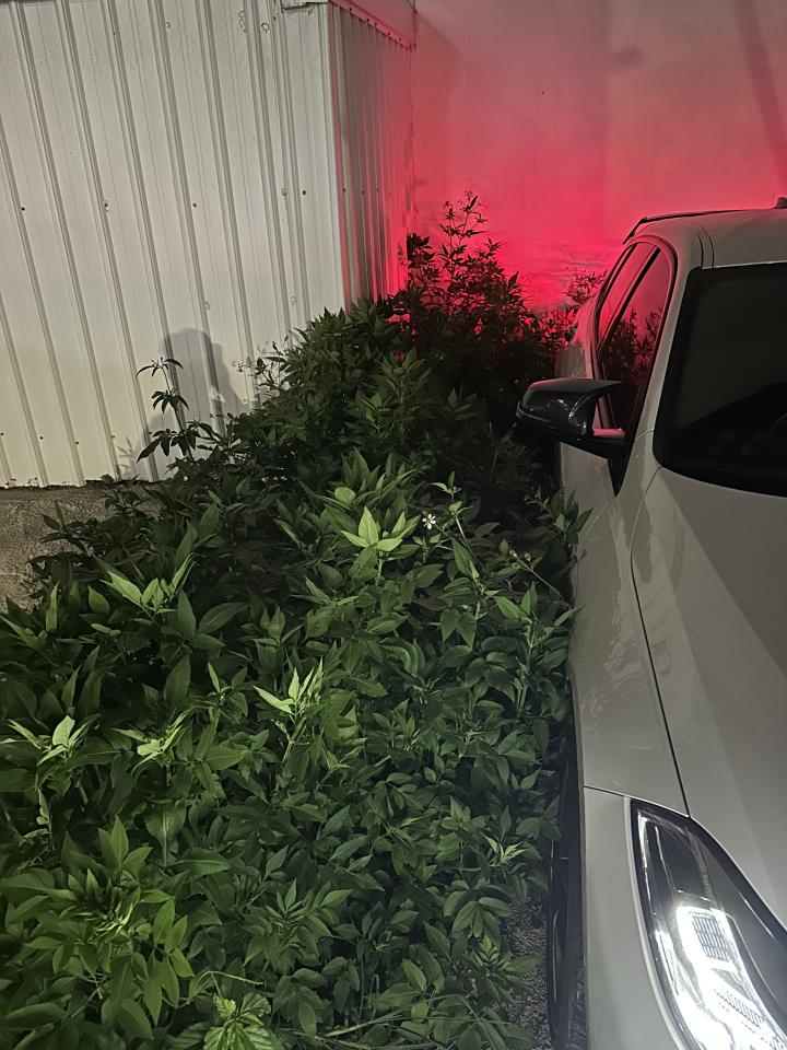 園藝維護案件圖片