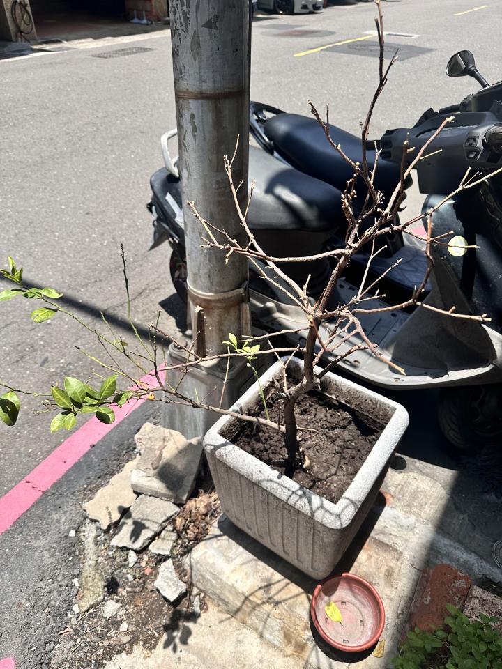 植物診療師案件圖片