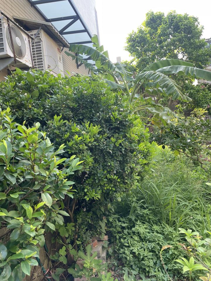 園藝維護案件圖片